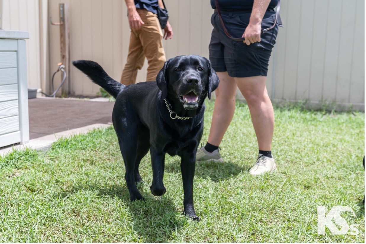 Athena AHEPA, AHEPA Service Dog